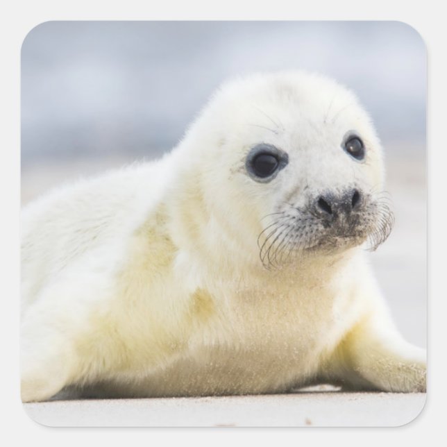Getty Images | Baby Seal (Front)
