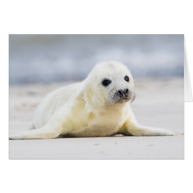 Getty Images | Baby Seal (Front Horizontal)