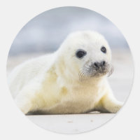 Getty Images | Baby Seal