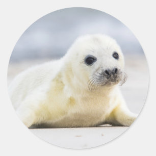 Getty Images Baby Seal