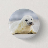 Getty Images | Baby Seal