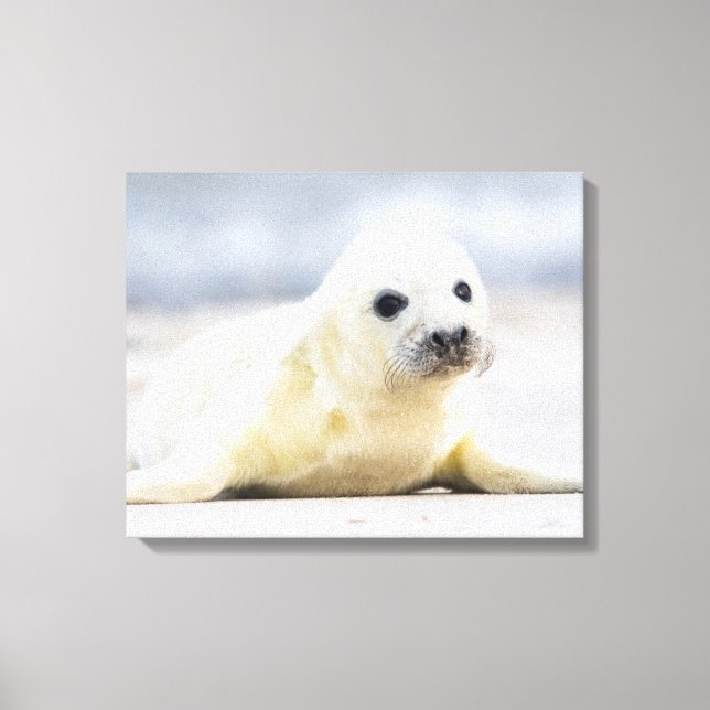 Getty Images | Baby Seal Canvas Print (Front)