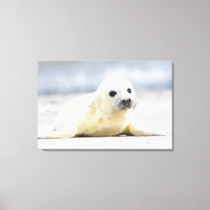Getty Images   Baby Seal Canvas Print