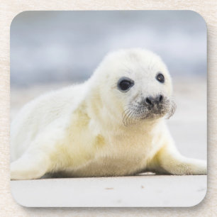 Getty Images Baby Seal Coaster