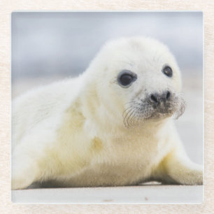 Getty Images   Baby Seal Glass Coaster