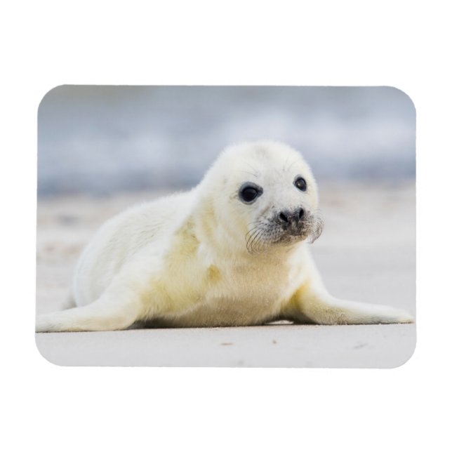Getty Images | Baby Seal Magnet (Horizontal)