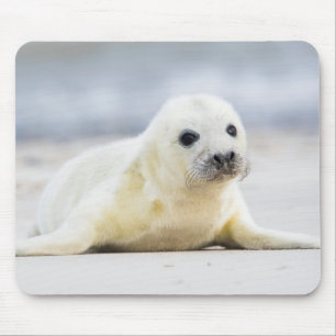 Getty Images   Baby Seal Mouse Mat