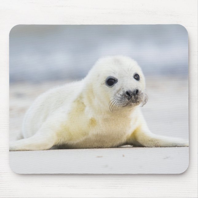 Getty Images | Baby Seal Mouse Mat (Front)