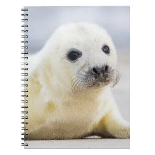 Getty Images   Baby Seal Notebook