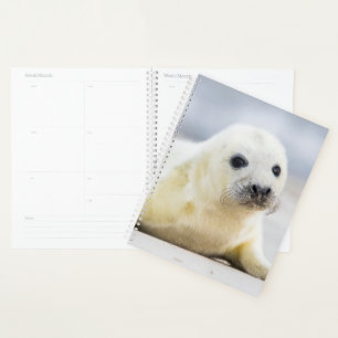 Getty Images   Baby Seal Planner