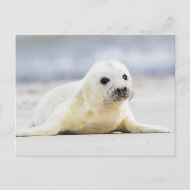 Getty Images | Baby Seal Postcard (Front)