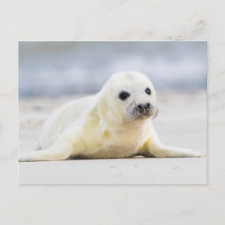 Getty Images | Baby Seal Postcard