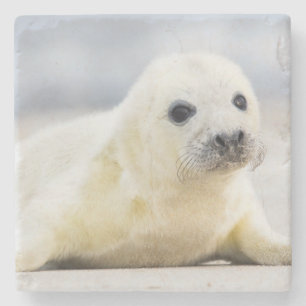 Getty Images Baby Seal Stone Coaster