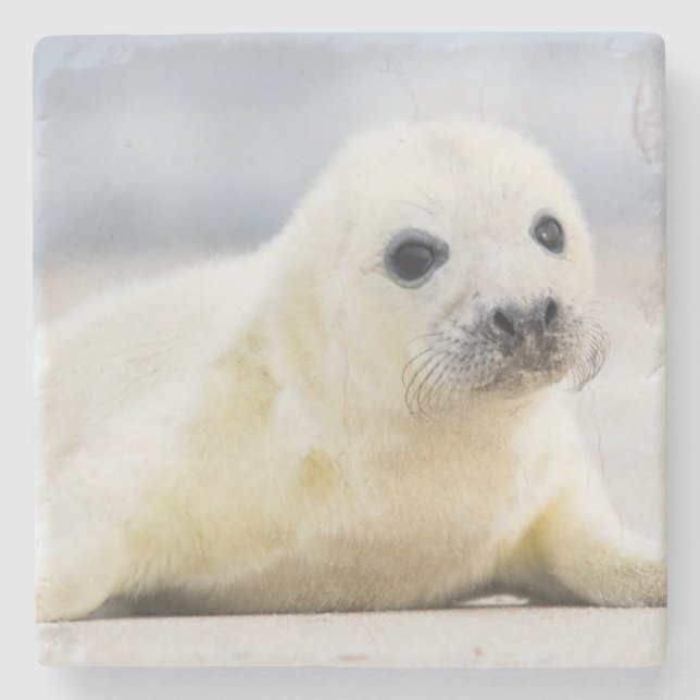 Getty Images | Baby Seal Stone Coaster (Front)
