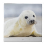 Getty Images | Baby Seal Tile<br><div class="desc">Just looking at this fluffy, white baby seal will make you wish you could cuddle it. Getty Images shows the beauty of these majestic creatures with an adorable close up of a seal pup. With big, soft, brown eyes and whiskers that make your heart melt, it’s sure to give you...</div>