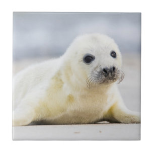 Getty Images Baby Seal Tile
