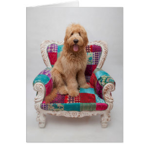 Getty Images   Cute Goldendoodle