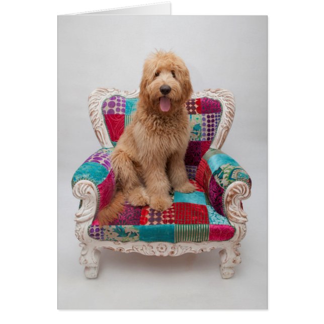 Getty Images | Cute Goldendoodle (Front)