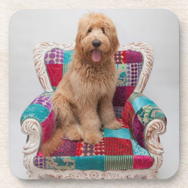 Getty Images | Cute Goldendoodle Coaster (Front)