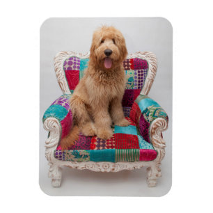 Getty Images Cute Goldendoodle Magnet