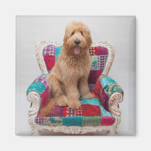 Getty Images Cute Goldendoodle Magnet