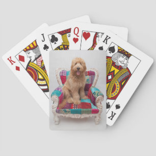 Getty Images Cute Goldendoodle Playing Cards