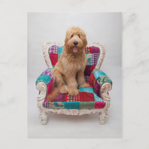 Getty Images   Cute Goldendoodle Postcard