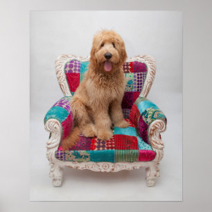 Getty Images Cute Goldendoodle Poster