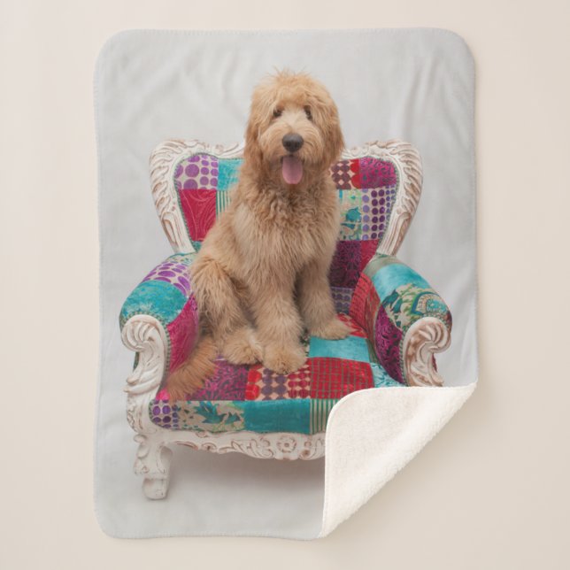 Getty Images | Cute Goldendoodle Sherpa Blanket (Front)