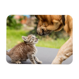 Getty Images Dog & Cat In Love Magnet