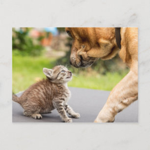 Getty Images Dog & Cat In Love Postcard