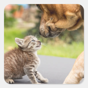 Getty Images Dog & Cat In Love Square Sticker