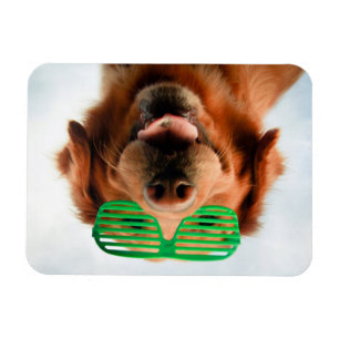 Getty Images Dog With Glasses Magnet