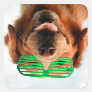 Getty Images Dog With Glasses Square Sticker