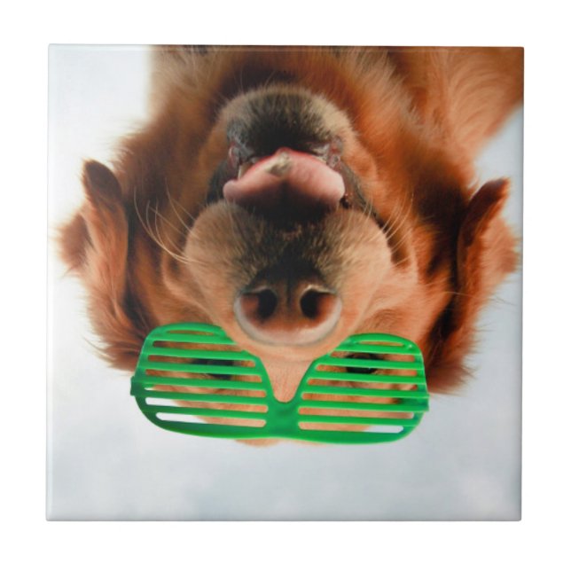 Getty Images | Dog With Glasses Tile (Front)