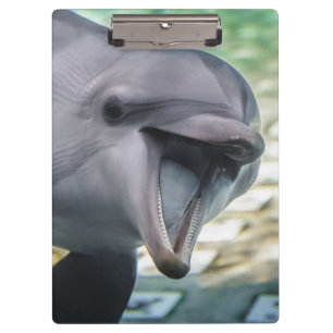 Getty Images   Dolphin Clipboard