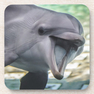 Getty Images Dolphin Coaster