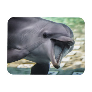 Getty Images Dolphin Magnet