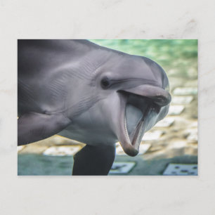 Getty Images Dolphin Postcard
