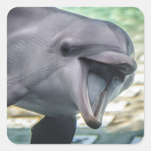 Getty Images   Dolphin Square Sticker