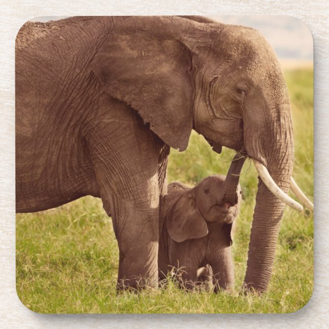 Getty Images | Elephant & Baby Coaster (Front)