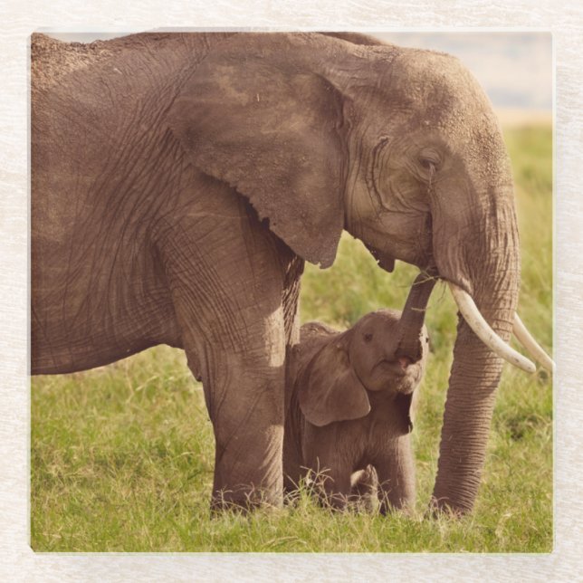 Getty Images | Elephant & Baby Glass Coaster (Front)