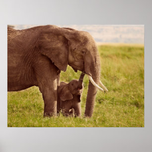 Getty Images   Elephant & Baby Poster