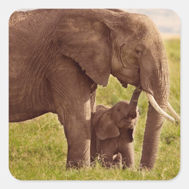 Getty Images | Elephant & Baby Square Sticker (Front)