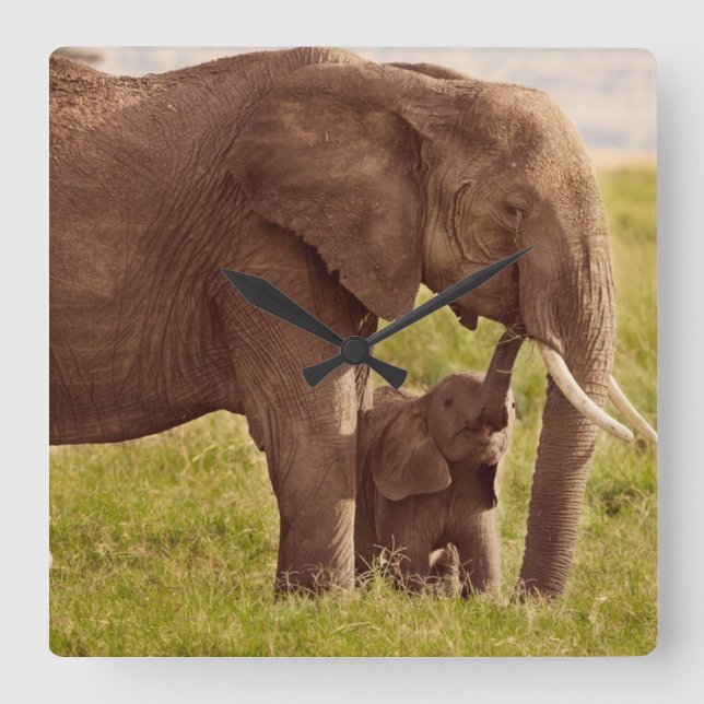 Getty Images | Elephant & Baby Square Wall Clock (Front)