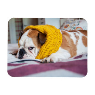Getty Images English Bulldog Magnet
