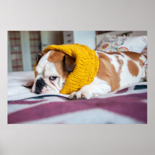Getty Images   English Bulldog Poster