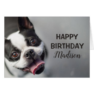 Getty Images   French Bulldog