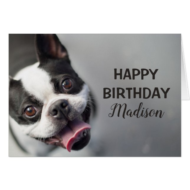 Getty Images | French Bulldog (Front Horizontal)