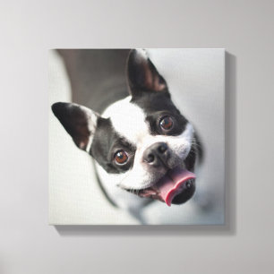 Getty Images French Bulldog Canvas Print